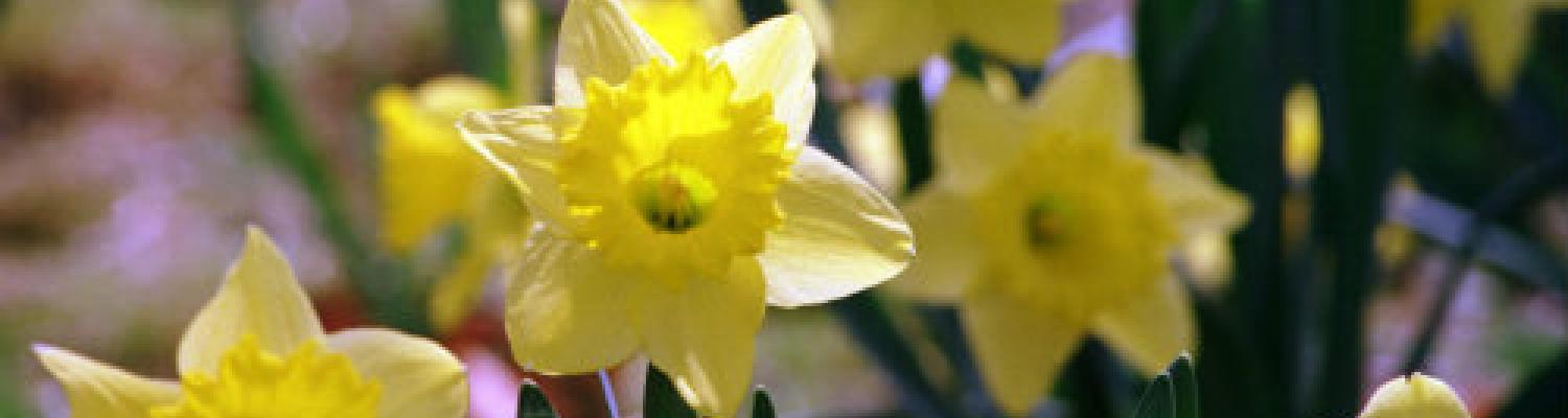 May 4th Commemoration, Daffodils 