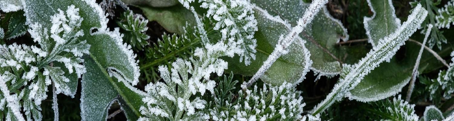 Grass after first frost