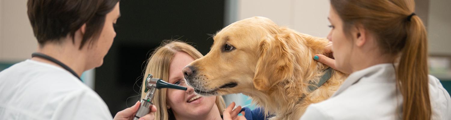 students in the vet tech program take care of a good dog