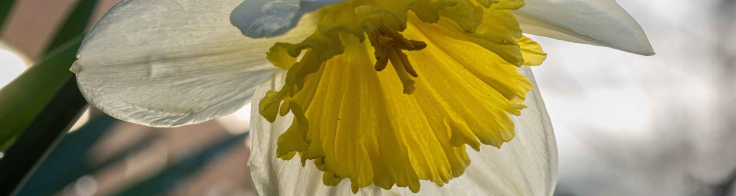 Photo of a daffodil up close