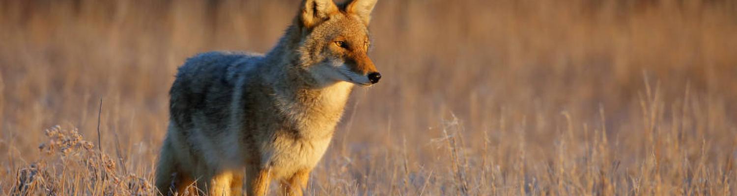 Coyote in a field