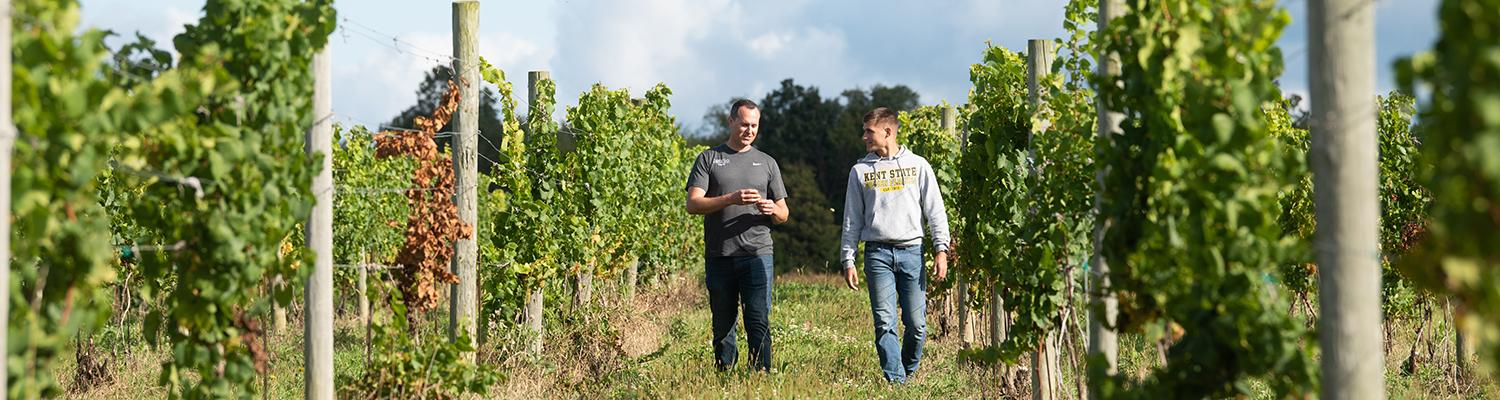 Two men walk in a vineyard