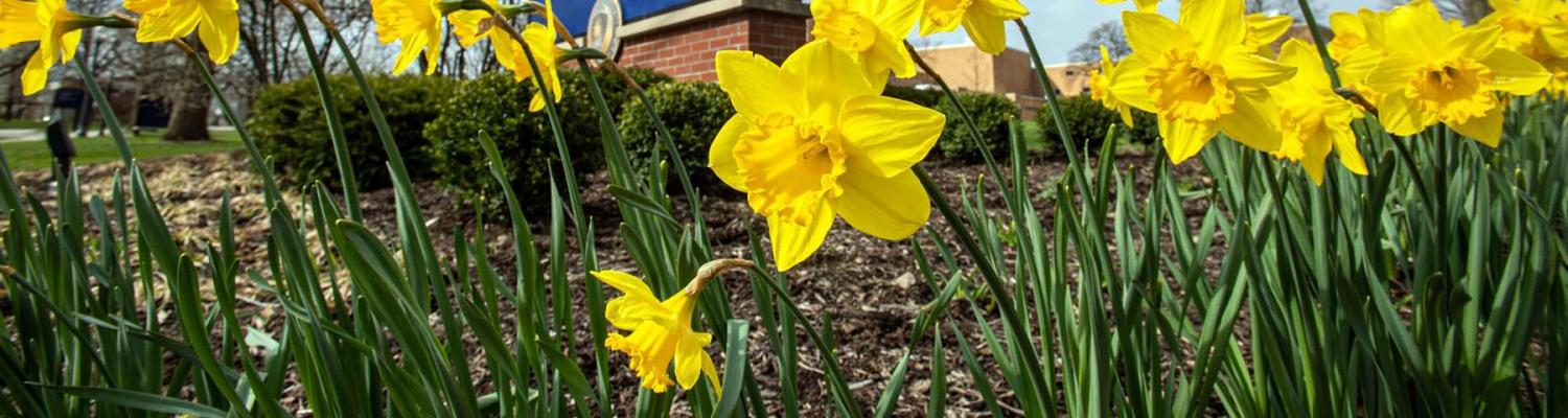 Kent State sign with daffodils