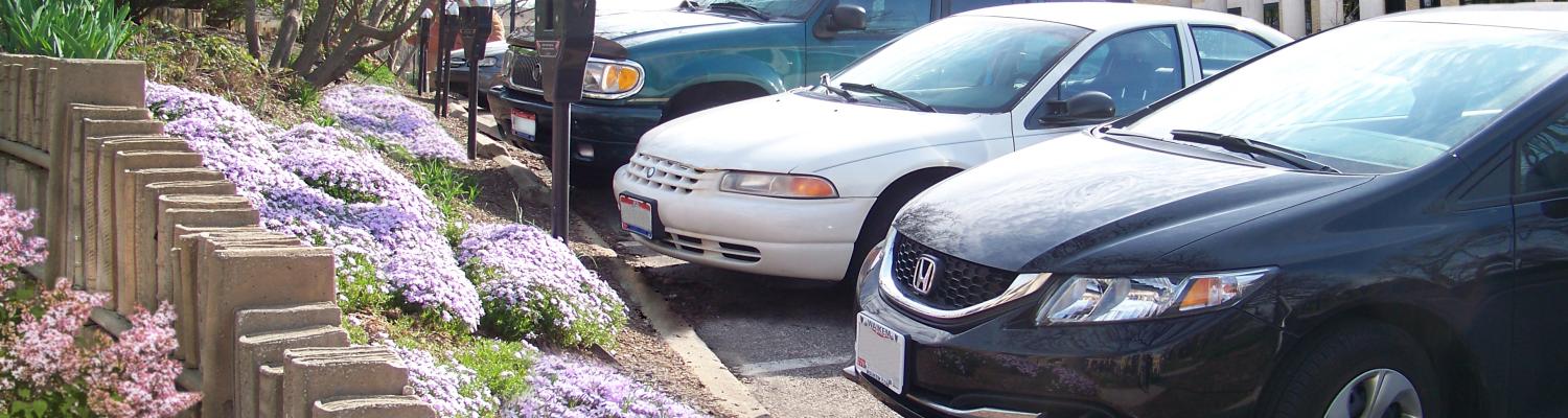 A line of cars parked along a purple flowers on a sunny day.