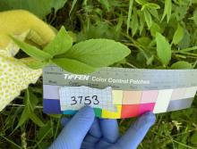 A plant leaf held up to a ruler