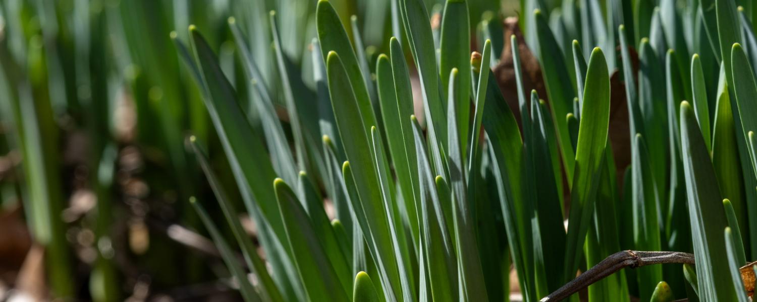 Daffodils growing and getting ready to bud