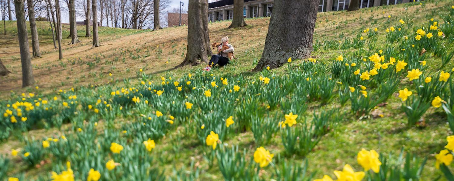 Daffodil Hill in late March