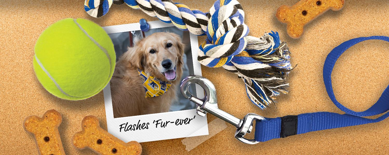 A polaroid of a golden retriever on a bulletin board with a tennis ball and dog toy nearby.