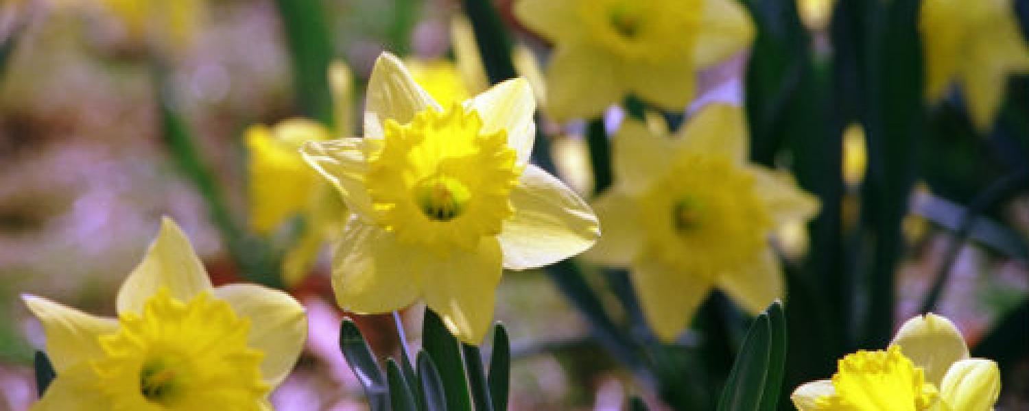 May 4th Commemoration, Daffodils 