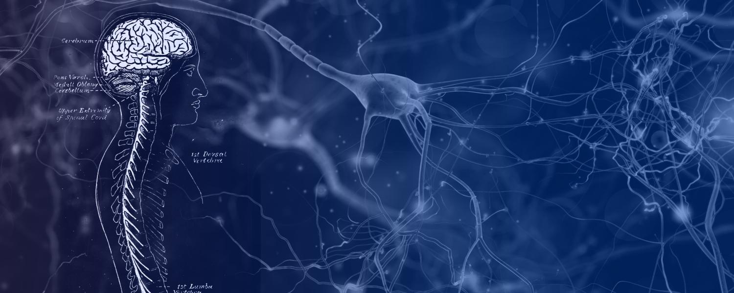 Microscopic photo of a neuron