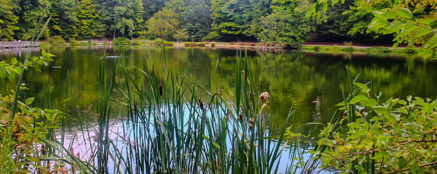 Lily Pond, Mill Creek Metroparks