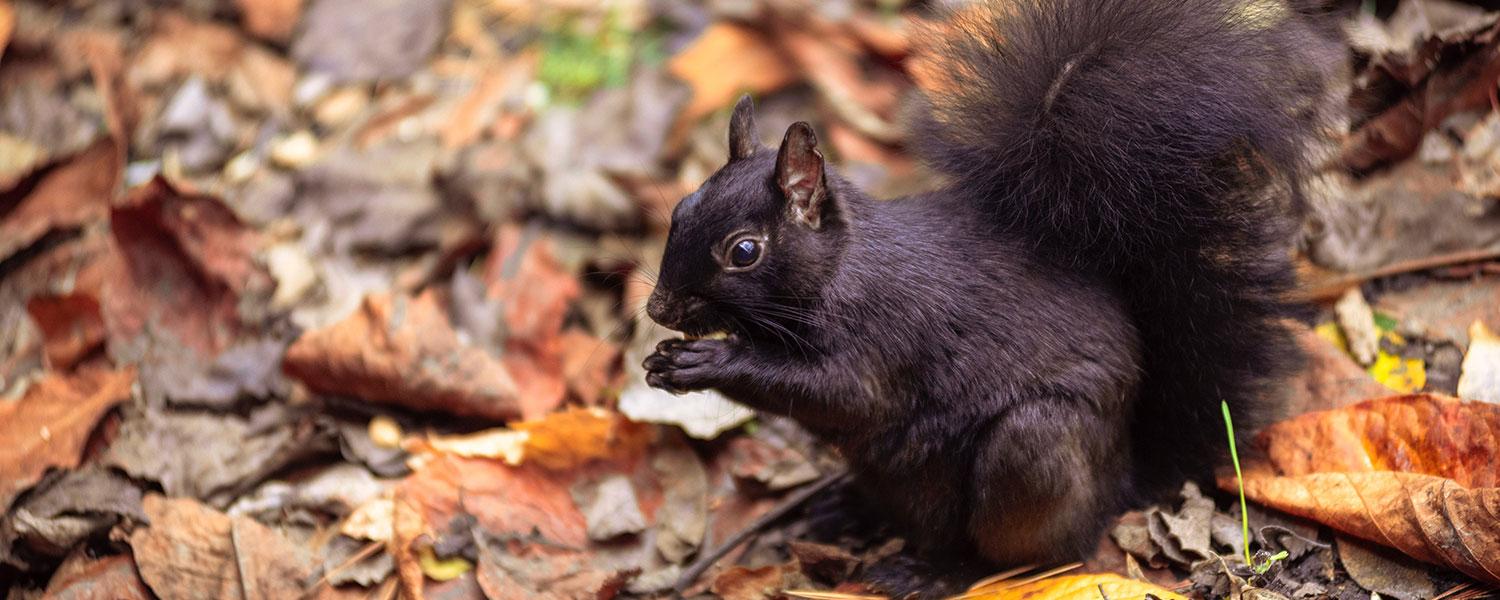 Black Squirrel Sitting on Ground Covered with Autumn Leaves and Eating