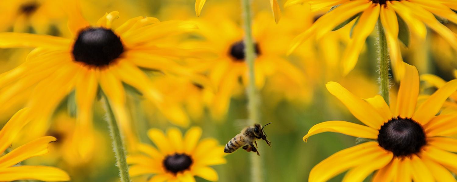 A bee pollinates flowers on campus