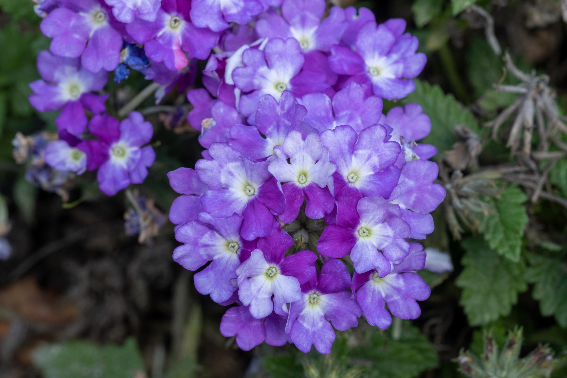Purple Flowers