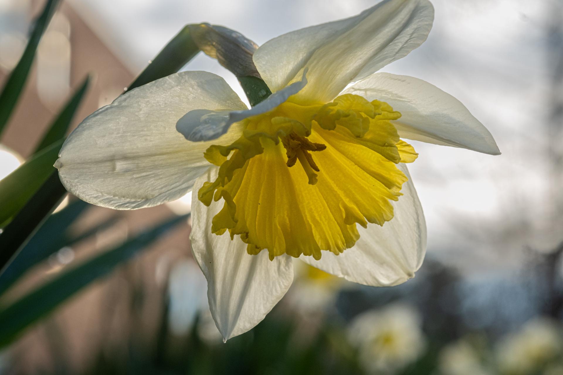 Photo of a daffodil up close