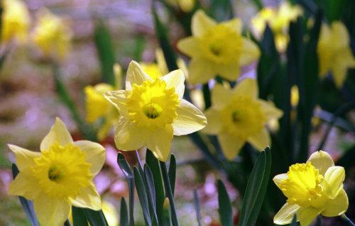 May 4th Commemoration, Daffodils 