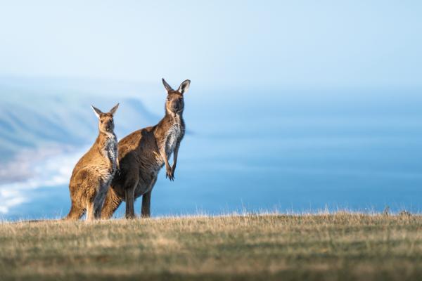 Two kangaroos sitting on a coastal bluff in Australia.