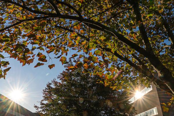 Image of trees and sun