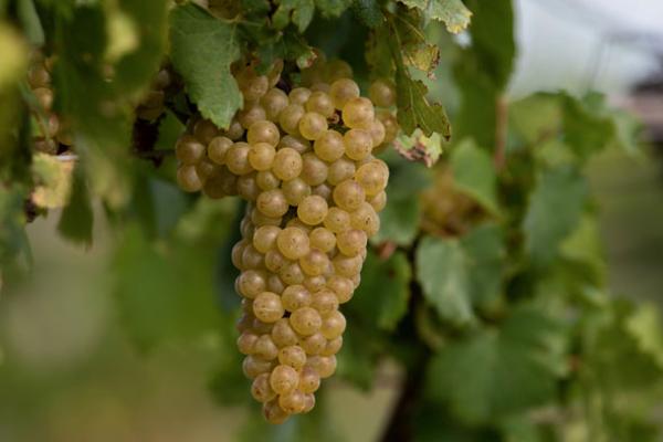 Bunch of wine grapes
