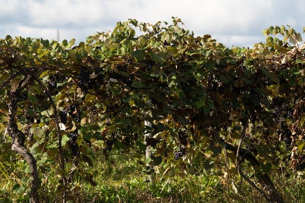 Grapevines at Lareullo Vineyards in Harpersfield, Ohio