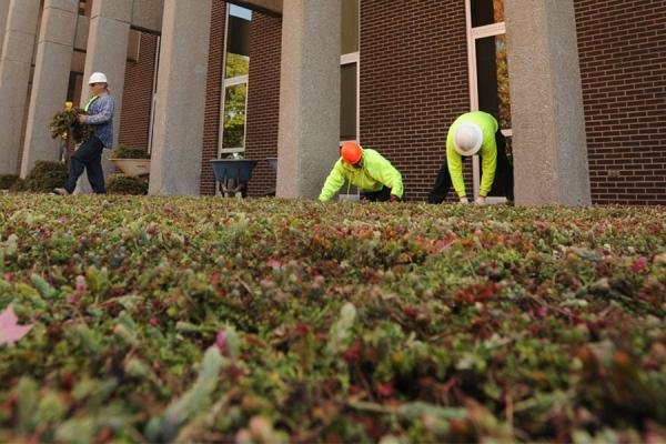 Installation of a green roof at Taylor Hall