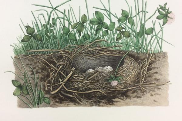 Screenshot from exhibition webpage