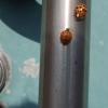 lady beetles