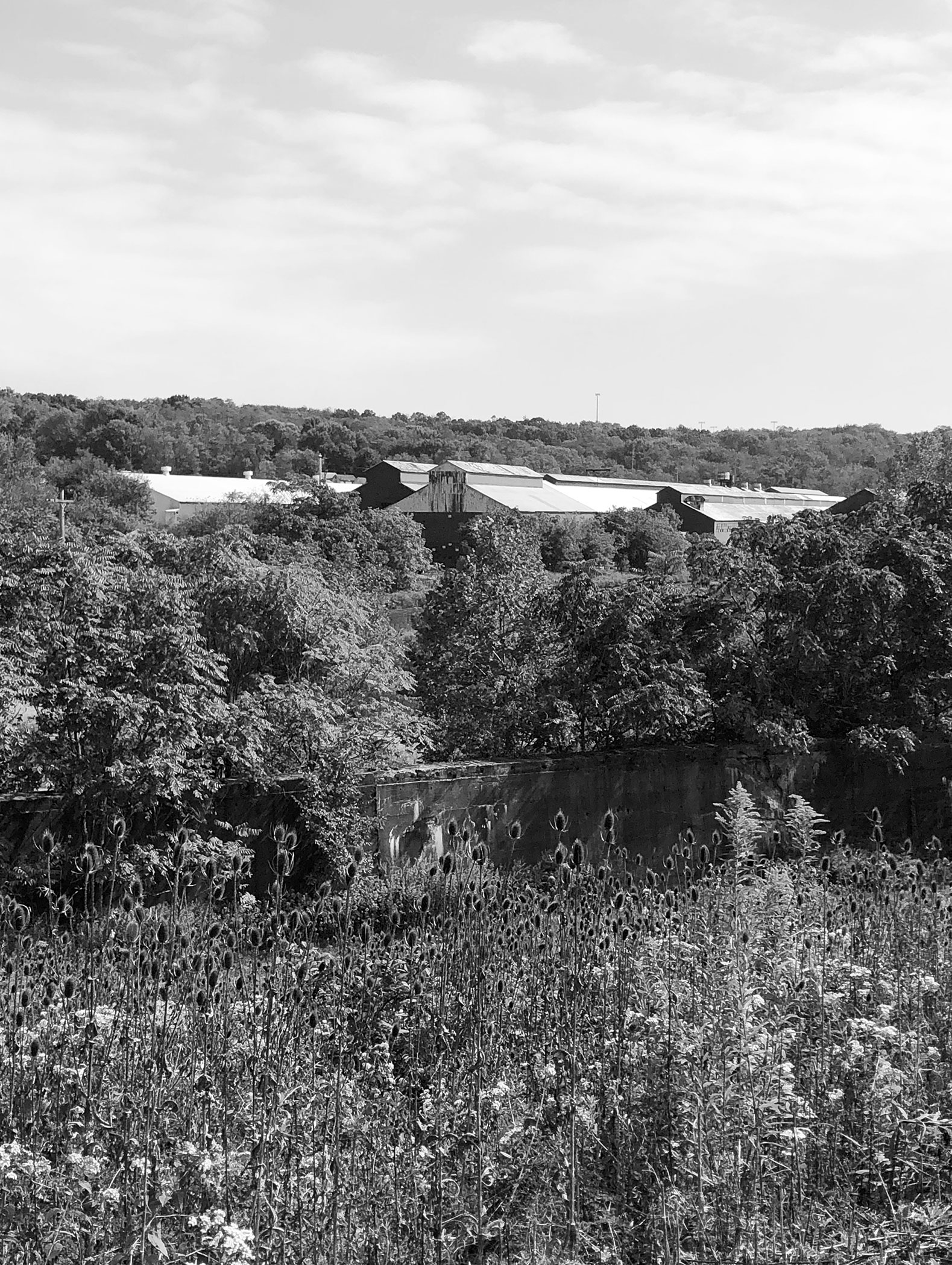 Area of the study: trees, buildings in background